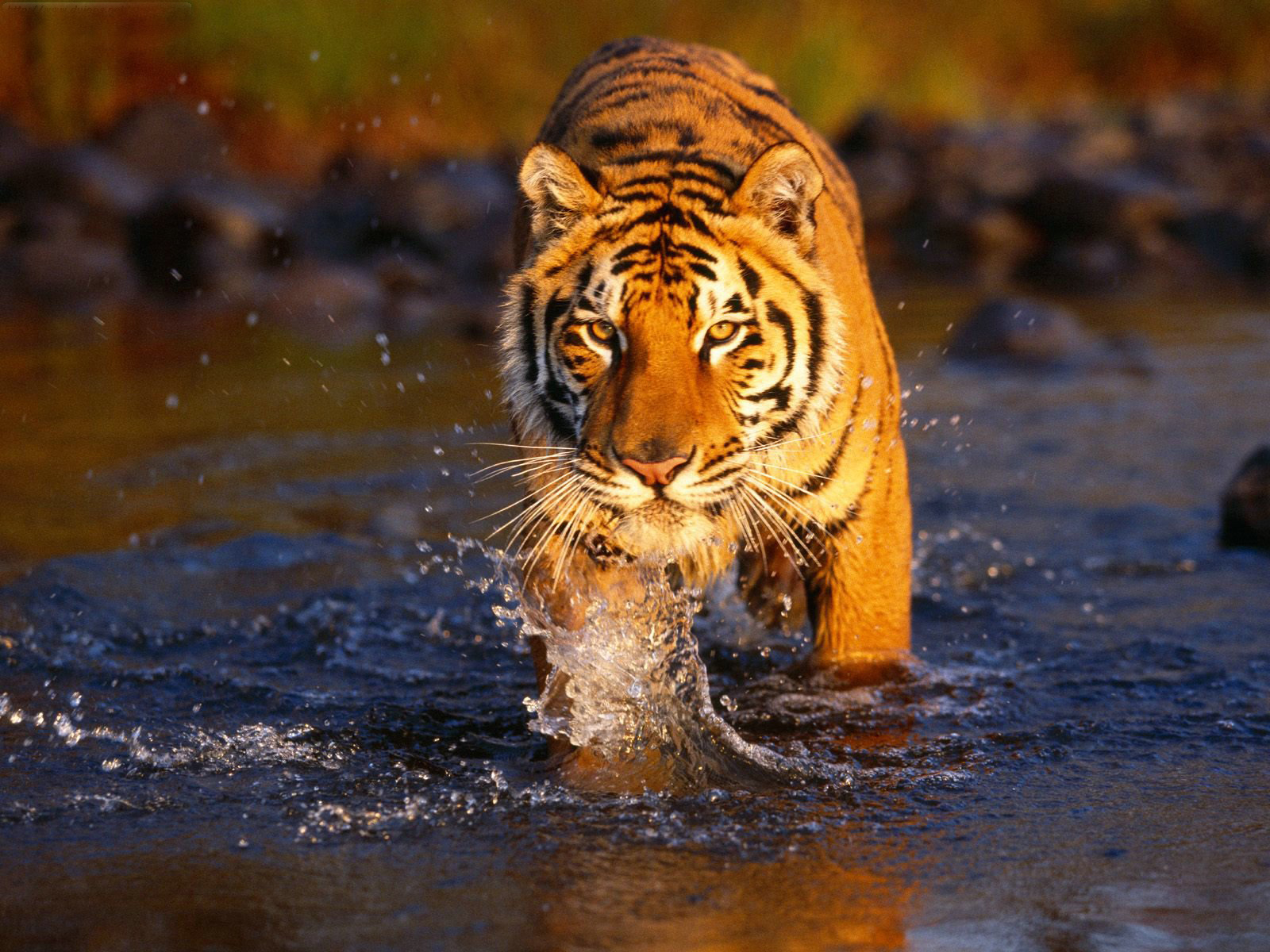 Ranthambore-tigers