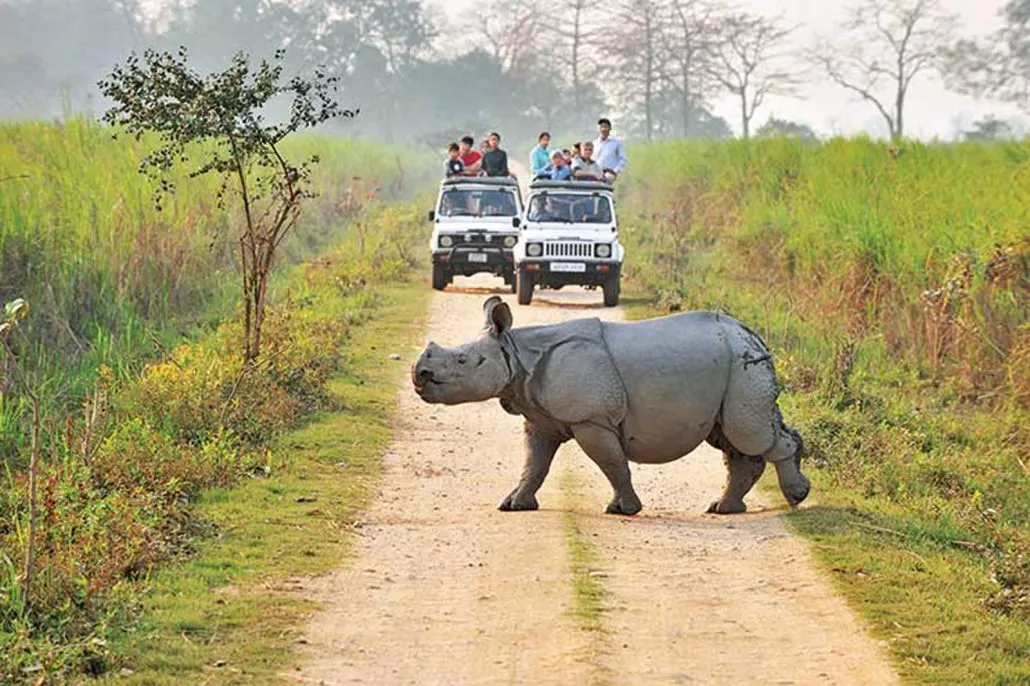 kaziranga2