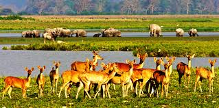 Bhalukpong Dirang Tawang Bomdila Kaziranga Shillong Mawllynnong Cherrapunjee Guwahati Tour Package​